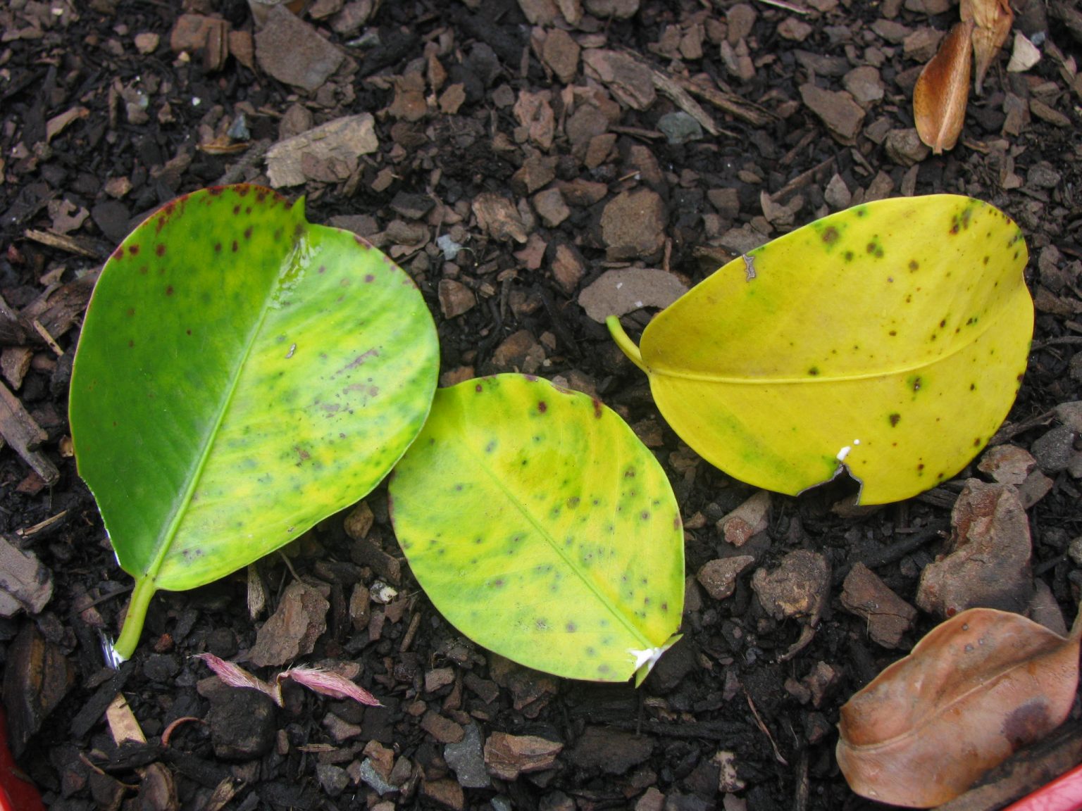 Why Are My Mandevilla Leaves Turning Yellow Gardener Corner