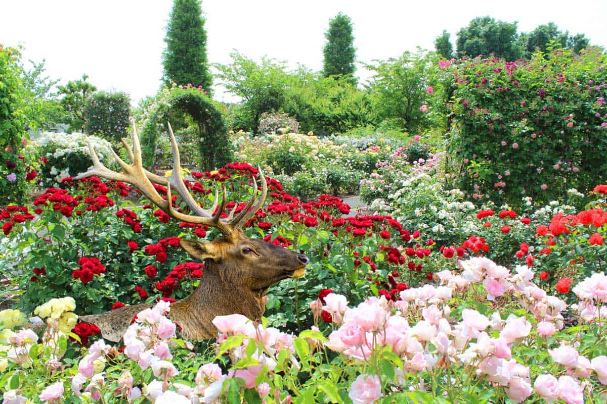 Deer Eat Roses How To Protect Your, How To Keep Deer Out Of Your Rose Garden