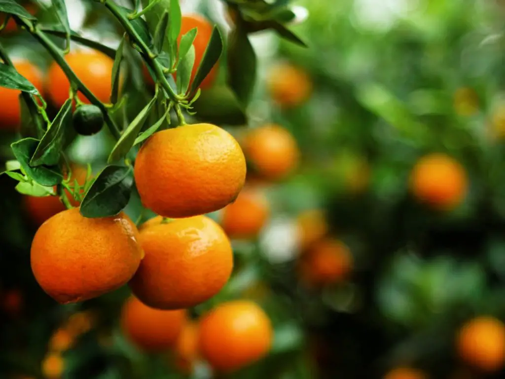 How Long For Tangerine Tree To Produce Fruit? Gardener Corner