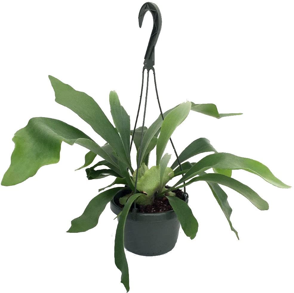 Why Are Staghorn Ferns So Expensive? - Gardener Corner