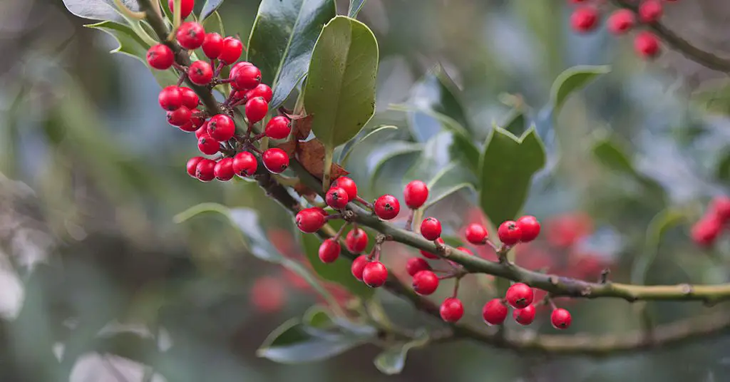 How to Grow Holly From Cuttings - Gardener Corner