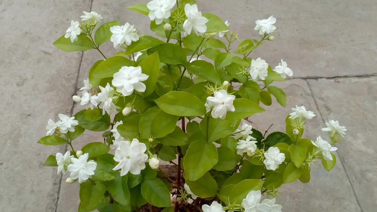 How to Take Care of a Jasmine Plant - Gardener Corner